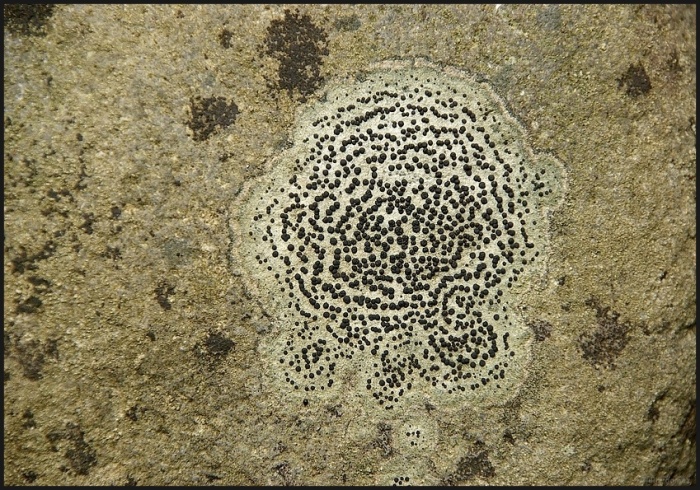 Aspicilia cinerea Crust Rock Lichen 