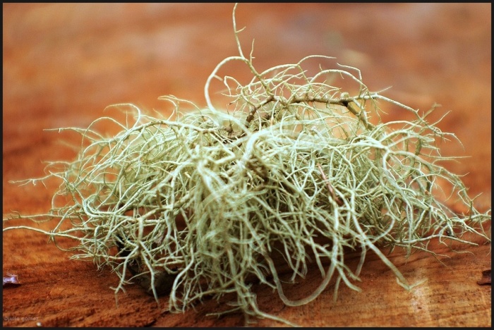 Usnea species: hair lichen