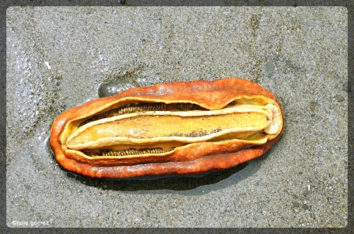 Underside of the Gumboot Chiton showing the mantle, gills, foot, and mouth. 
