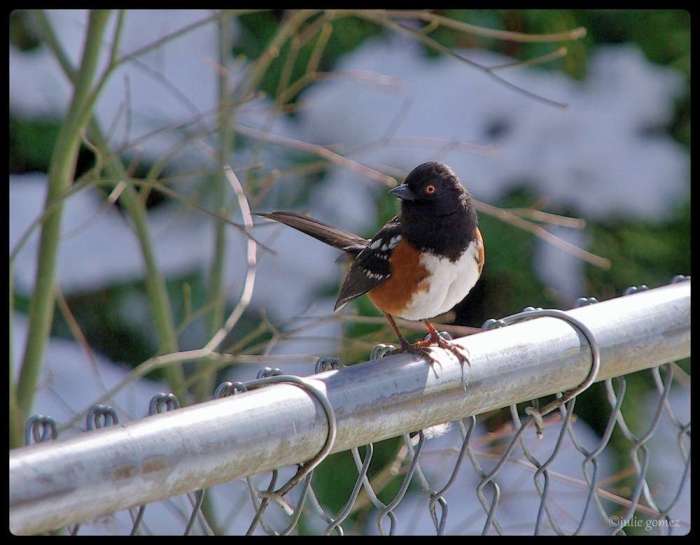 The Spotted Towhee
