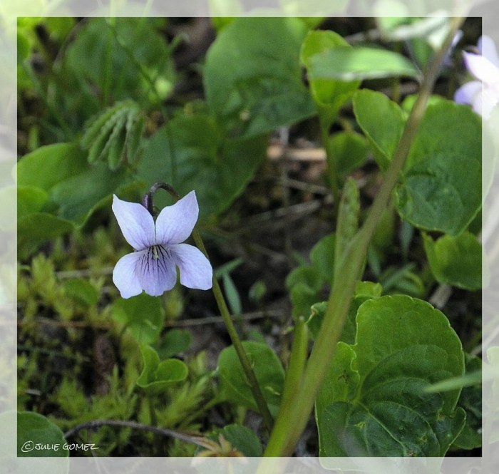 Marsh Violet ~ Viola palustris ~ Status:  Uncommon native perennial