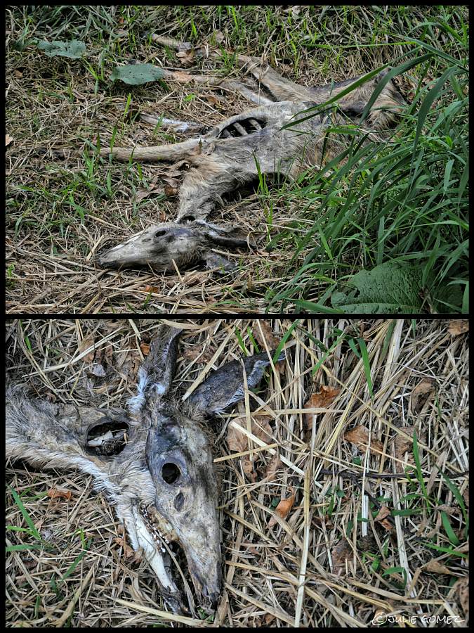 Doe carcass along the trail