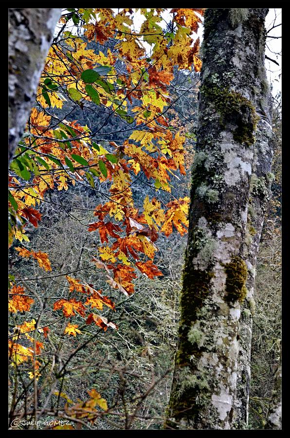 Bigleaf maple leaves and alder trunks