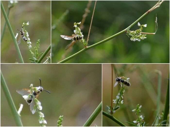 Scoliid Wasp on White Sweet Clover (Melilotus albus)